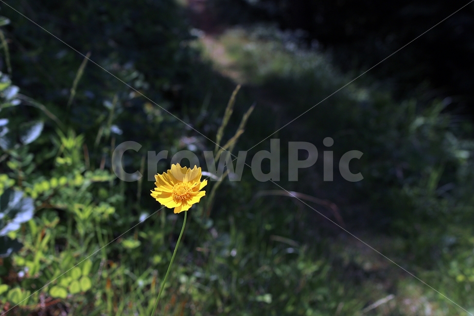 봉화산,등산길,산국,활짝,나를보네,식물,자연,plants,nature,꽃,flower