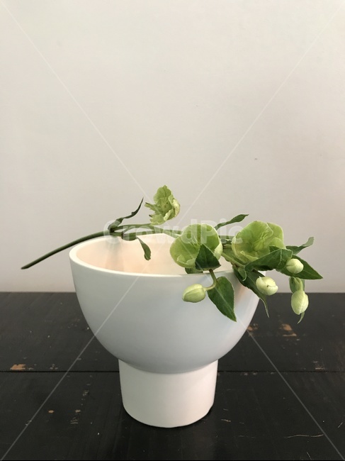 그린앤화이트,헬레보루스,크리스마스로즈,동양적인,oriental,정갈한,tidy,snug,화기,pot,greenandwhite,simple,감성사진,helleborus,겨울꽃,winter,winterflower