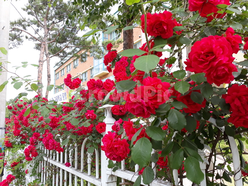 장미,rose,덩굴장미,조경,redrose,식물,자연,plants,nature,꽃,flower