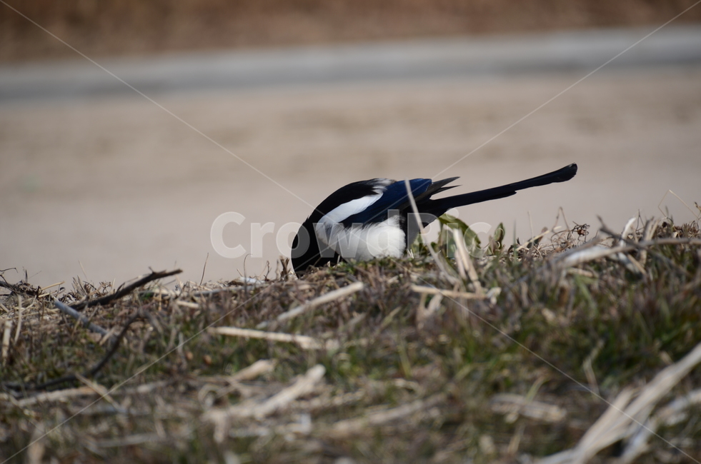 animal,동물,bird,새,까치,조류,새,birds