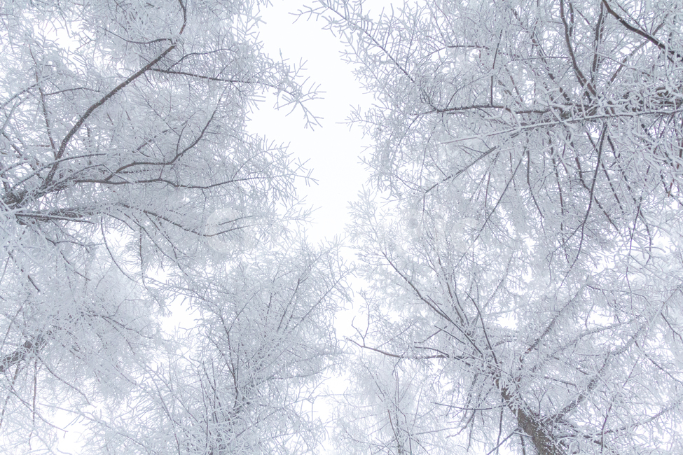 눈꽃,겨울,함박눈,나무,눈,자연,눈보라,겨울,계절,winter,season,자연,풍경,nature,landscape