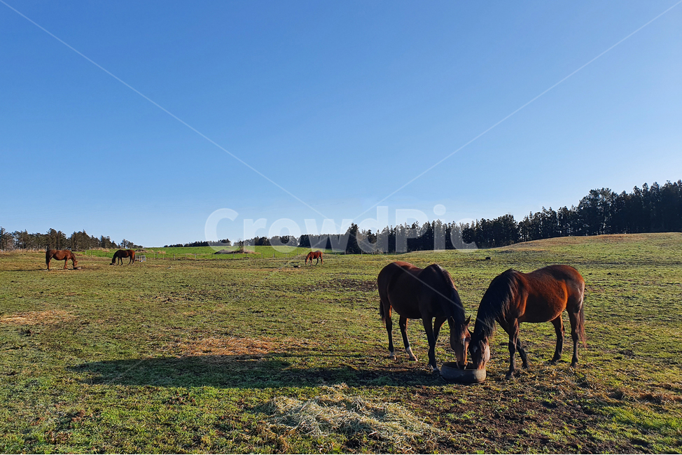 field,들,grassland,목초지,outdoors,옥외,nature,자연,종마,경주마,말,제주도,하늘