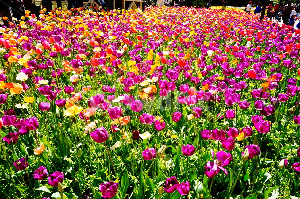 tulip,tulips,flower,flowers,꽃,보라색꽃,purple,보라색,purpleflower,튤립,봄,계절,spring,season,식물,자연,plants,nature,꽃,flower,plant,blossom,petal,꽃잎