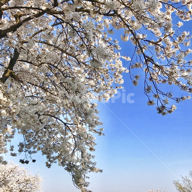 꽃,풍경,봄,벚꽃,하늘