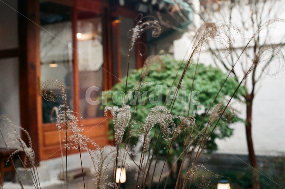 한옥,한국적인,고즈넉한,고요한,조용한,식물,자연,plants,nature,감성,sensible,feeling