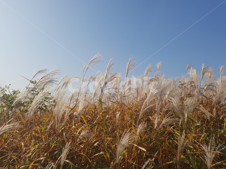 가을,갈대,갈대숲,가을갈대,commonreed,가을,계절,fall,autumn,season,자연,풍경,nature,landscape,grass,잔디,plant,식물,lawn