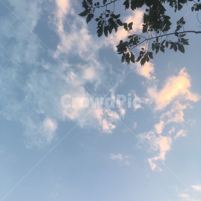 나뭇잎,하늘,자연,구름,풍경,자연,풍경,nature,landscape