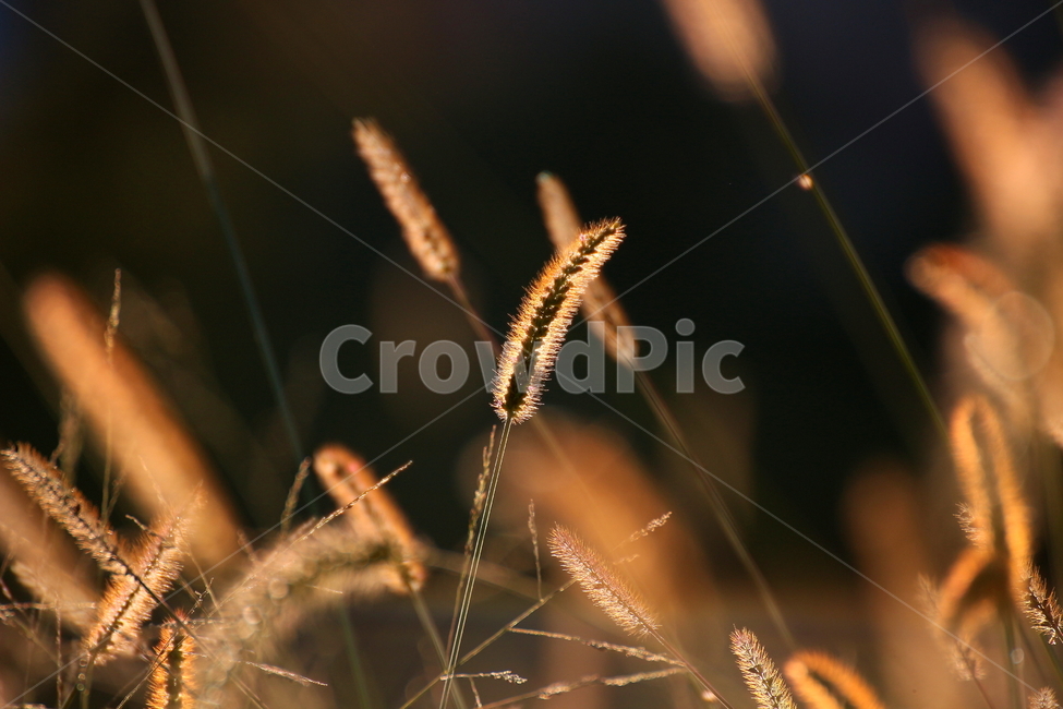 강아지풀,가을,가을소경,역광,풍경,가을,계절,fall,autumn,season,plant,식물,grass,잔디,lawn
