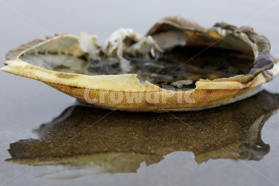 조개,껍질,바다,어패류,clam