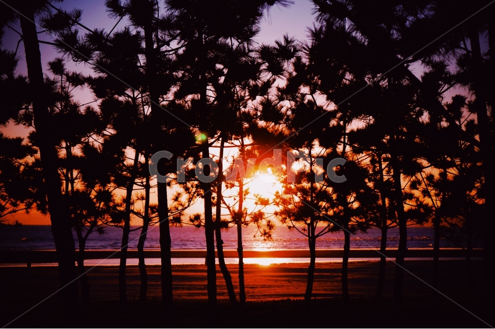 풍경,자연,일몰,노을,감성,여름,실루엣,나무,바다,해변,따뜻함,sunset,nature,landscape,silhouette,부산,다대포,다대포해수욕장,busan,자연,풍경,nature,landscape,식물,plants,나무,trees,wood,실루엣,그림자,silhouette,shadow,감성,sensible,feeling,plant,leaf,잎,outdoors,옥외