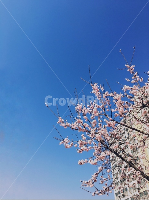벚꽃,봄,파란하늘,spring,cherryblossom,봄,계절,spring,season,plant,식물,blossom,꽃,flower
