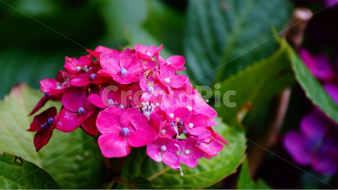 수국,산수국,꽃,꽃사진,태종대,식물,식물,자연,plants,nature,꽃,flower