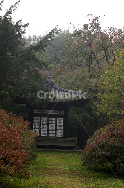 창덕궁,고궁,낙선재,건축,전통건축,traditional,전통,기와지붕,가을,fall,나무,식물,plant,단풍,한국전통,한국문화,korean traditional,korean culture