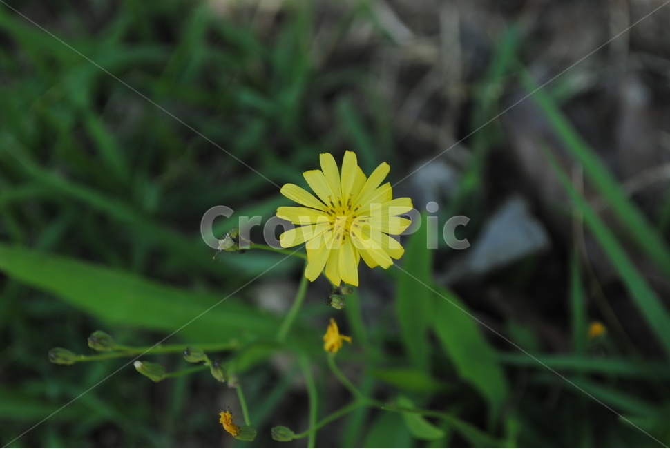 ,식물,자연,plants,nature,꽃,flower