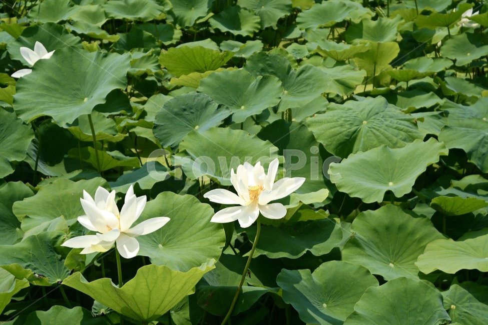 풍경,자연,호수,연꽃,연잎,식물,꽃,물,흰색,노랑,그린,nature,plant,flower,lake,water,white,yellow,green