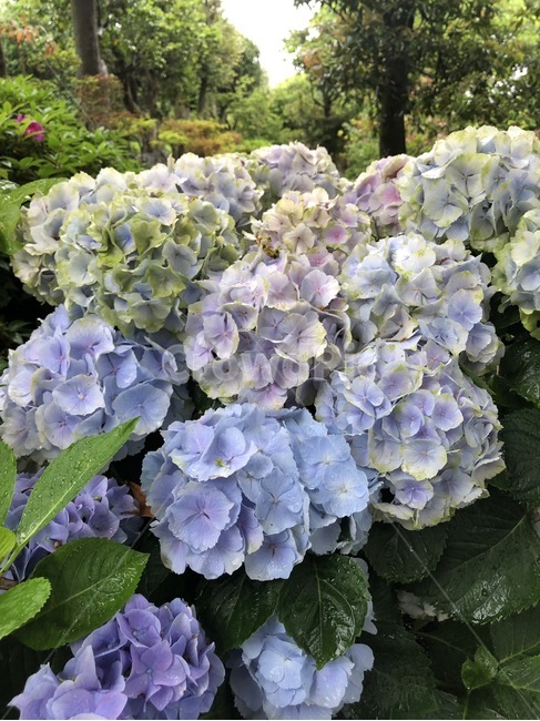 수국,꽃,여름꽃,식물,자연,flower,bigleafhydrangea