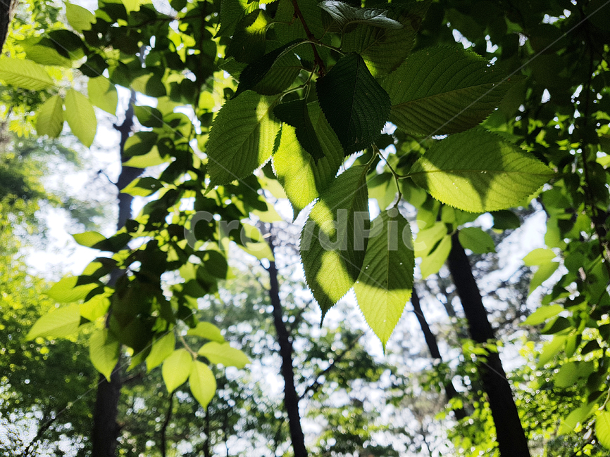 나뭇잎,잎,잎새,햇살,그늘,나무,산,plant,식물,leaf,식물,자연,plants,nature