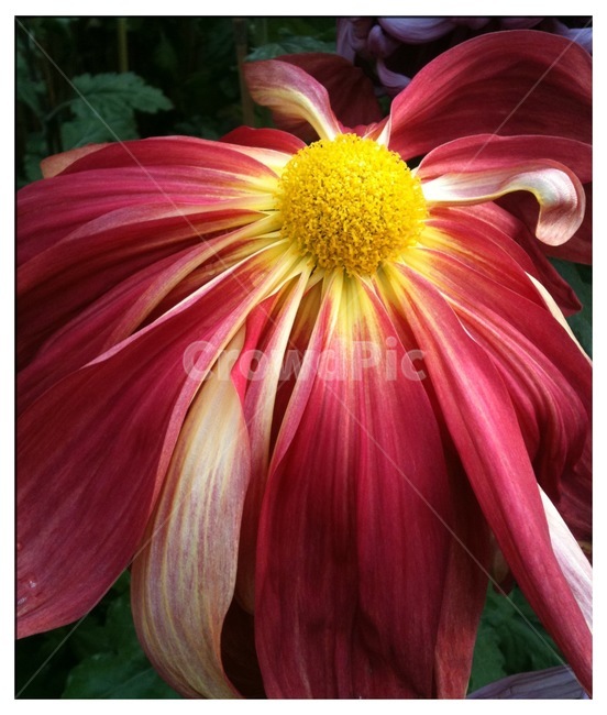 식물,꽃,국화,자연,flower,식물,자연,plants,nature,꽃,flower