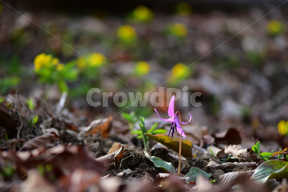 얼레지,야생화,봄,꽃,풀꽃,자연,식물,식생,plants,nature,spring,season,flower