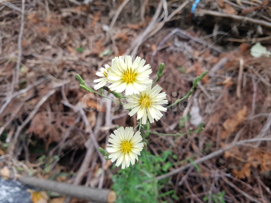 식물,plant,씀바귀,봄,꽃,들꽃