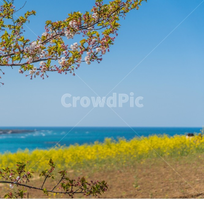 제주,유채꽃,봄,벚꽃,바다,하늘,파란하늘,푸른바다,노란꽃,맑은날씨,field,들,grassland,outdoors,옥외,spring