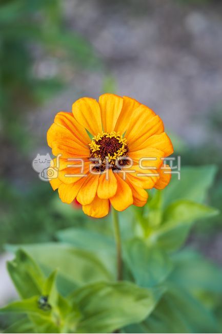 백일홍,꽃,주황색,노란색,꽃잎,초록색,잎,국화과,한해살이풀,식물,자연,야외,가을,정원,꽃밭,관상용