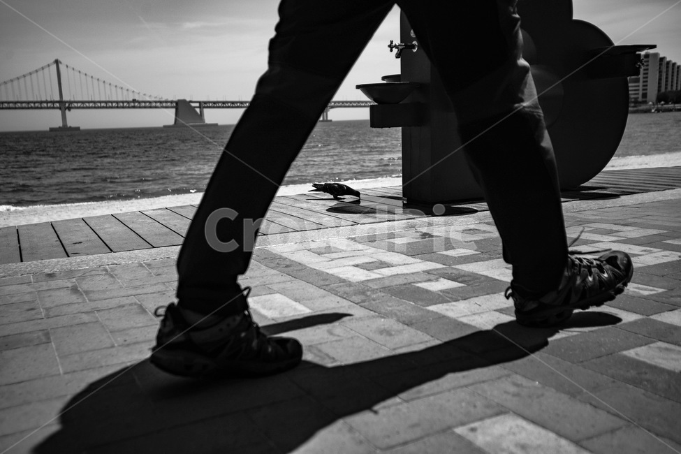 비둘기,걸음,사람,흑백사진,길,사람,인물,인간,human,person,신체일부,몸,body,흑백,모노톤,monochrome,black and white