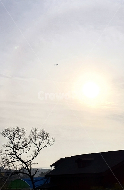 tree,나무,plant,자연,nature,sunset