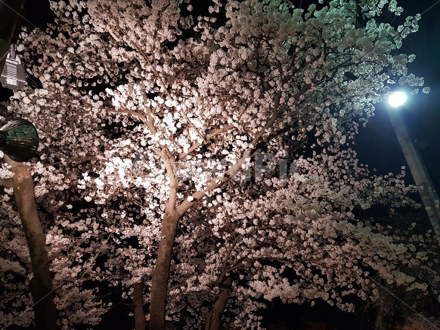 벚꽃,벚꽃축제,밤,축제,꽃