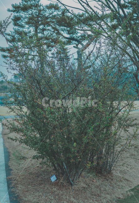tree,나무,식물,구과식물,봄