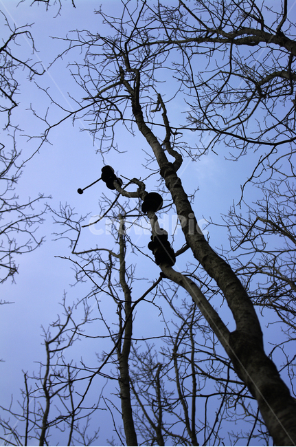 자연,나무,식물,plant,tree,하늘