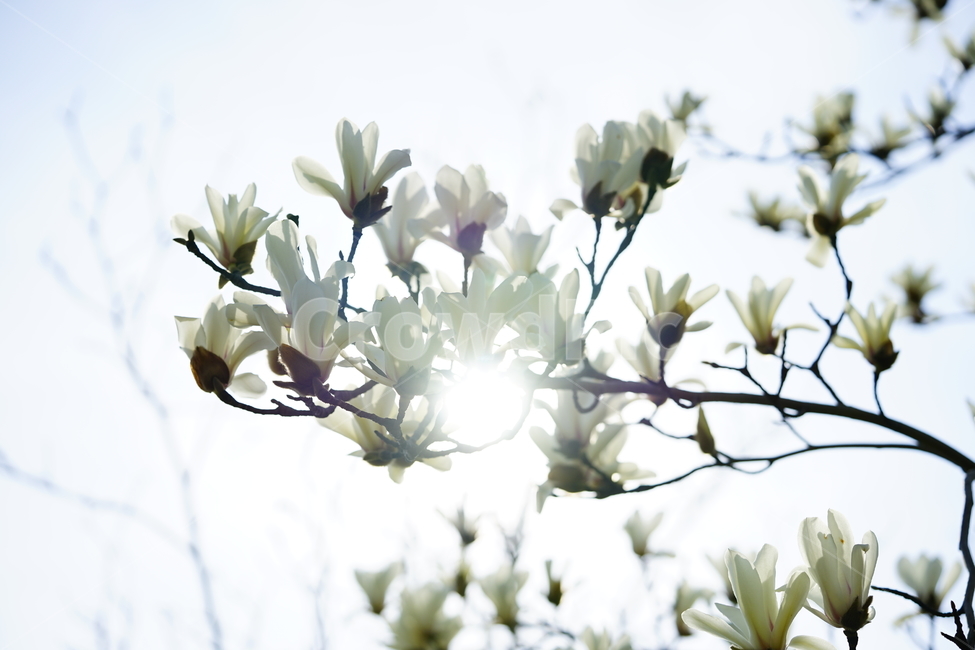 Sping,Magnolia,봄,목련,자목련,봄,계절,spring,season,식물,자연,plants,nature,꽃,flower,plant,blossom,petal,꽃잎
