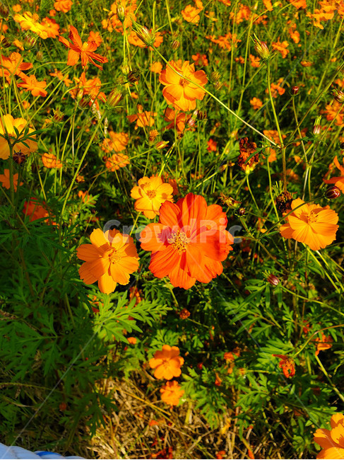 꽃,식물,코스모스,꽃축제,가을,plant,pottery,flower,blossom,주황,빨강,red,green,fall,식물,자연,plants,nature,꽃,flower
