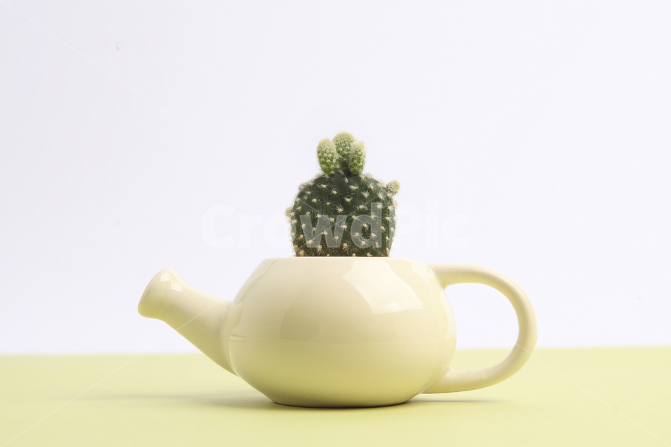 선인장,다육식물,다육이,봄,반려식물,식물,자연,plants,nature,실내용화초,화분,화초,house plant,사물,물건,오브젝트,thing,object,matter