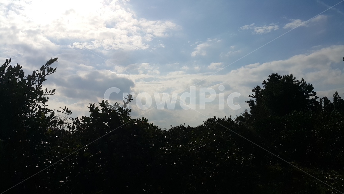 자연,sky,날씨,구름,하늘,식물,자연,plants,nature,나무,trees,wood