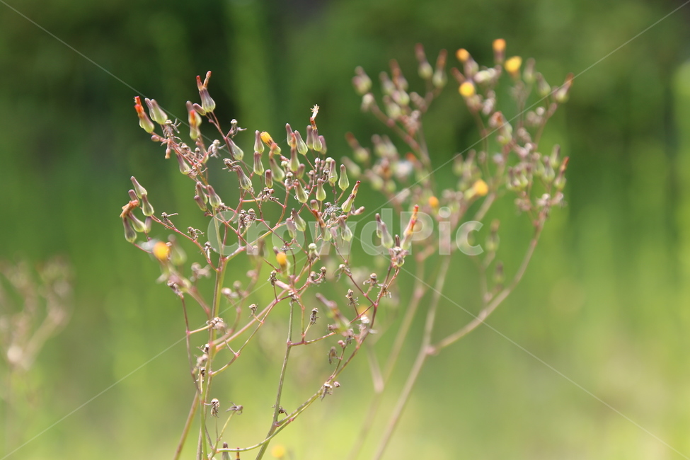 민들레,꽃,몽오리,봄,자연,식물,자연,plants,nature
