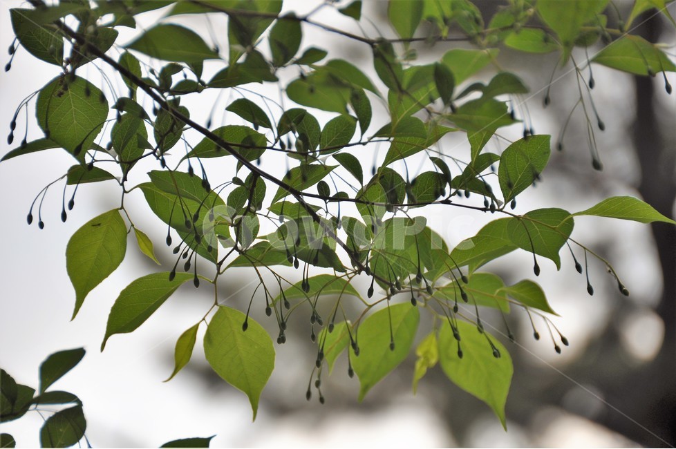 나뭇잎,식물,자연,역광,숲,아름다움,신기함,식물,자연,plants,nature