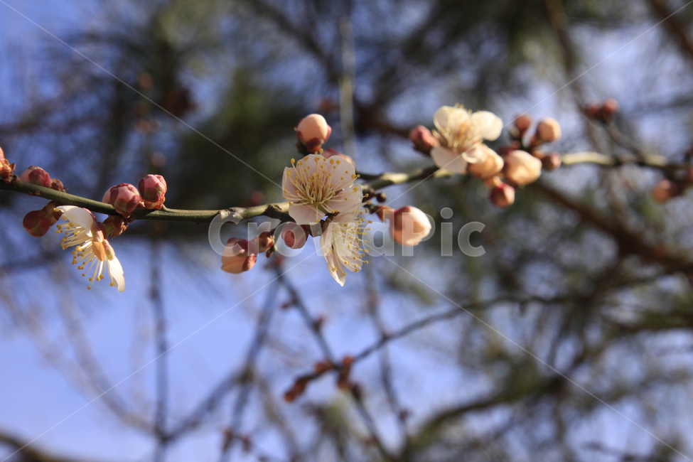 봄,자연,매화,꽃,매화꽃,매화마을,spring,flower,nature,season,나무,식물,봄꽃,계절,봄,계절,spring,season,식물,자연,plants,nature,꽃,flower,plant