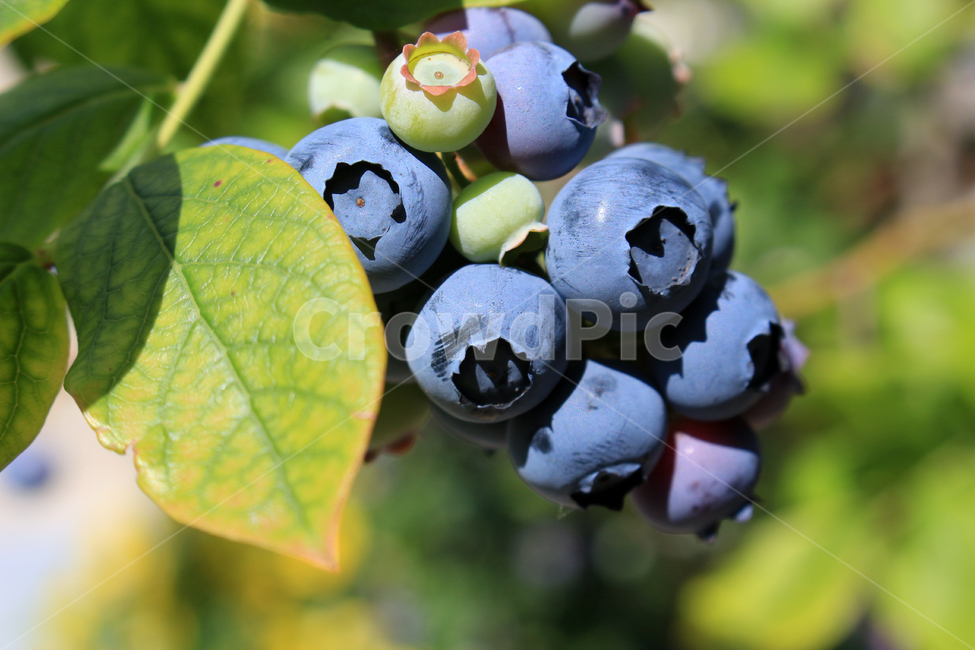blueberry farming,fruit,Blueberry cultivation,Blueberries,blueberry fruit