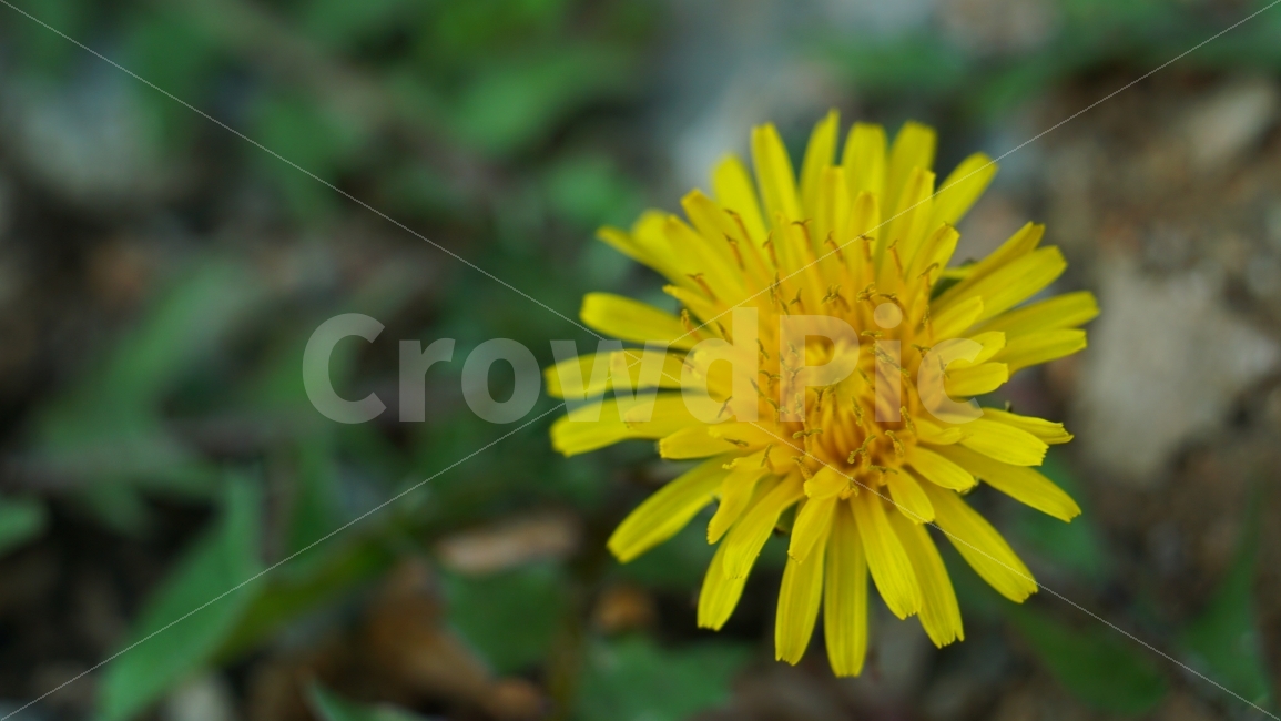 민들레,접사링,접사,마크로,꽃,봄,봄꽃,배경,식물,자연,plants,nature,꽃,flower