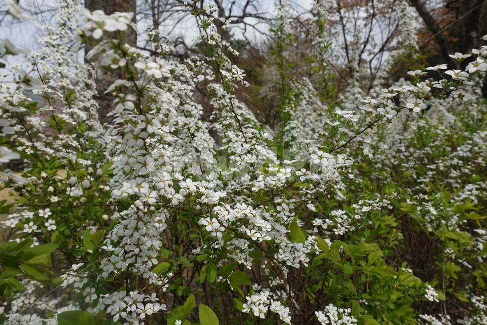 봄꽃,봄,풍경,식물,plant
