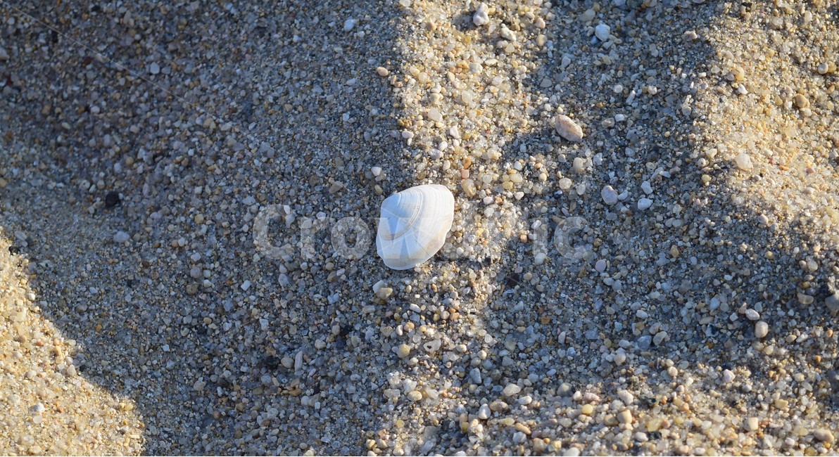 바다,해변,아름다움,조개,여름,자연,휴가,힐링,고요,배경화면,모래,ocean,beach,wave,sand,sea,sandy,nature,blue,beautiful,background,water,summer,shellfish,clam,해변,바다,beach,sea