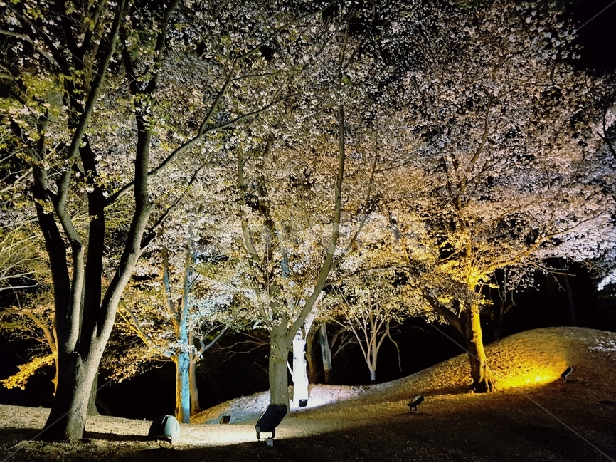 야경,밤,나무,벚꽃,봄,조명,밤풍경,봄,계절,spring,season,자연,풍경,nature,landscape,야경,밤,nightscape,night,식물,plants,나무,trees,wood,tree,plant,tree trunk,나무 줄기