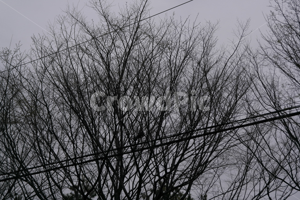 봄,나무,하늘,흐림,나뭇가지,잔가지,전선,자연,풍경,nature,landscape,흑백,모노톤,monochrome,black and white