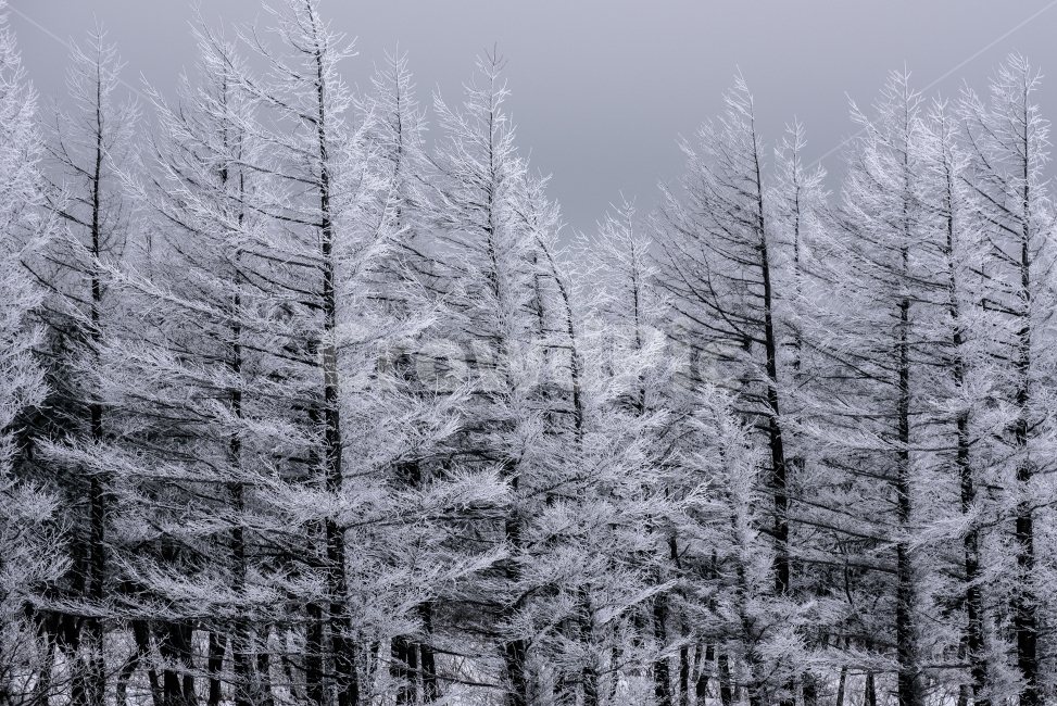 겨울,설산,상고대,소나무,추위,겨울,계절,winter,season,자연,풍경,nature,landscape,식물,plants,나무,trees,wood,outdoors,옥외,tree,plant,fir,전나무