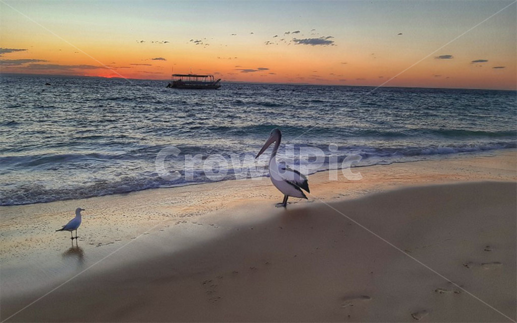 갈매기,노을,선셋,animal,bird,새,nature,동물,animal,조류,새,birds