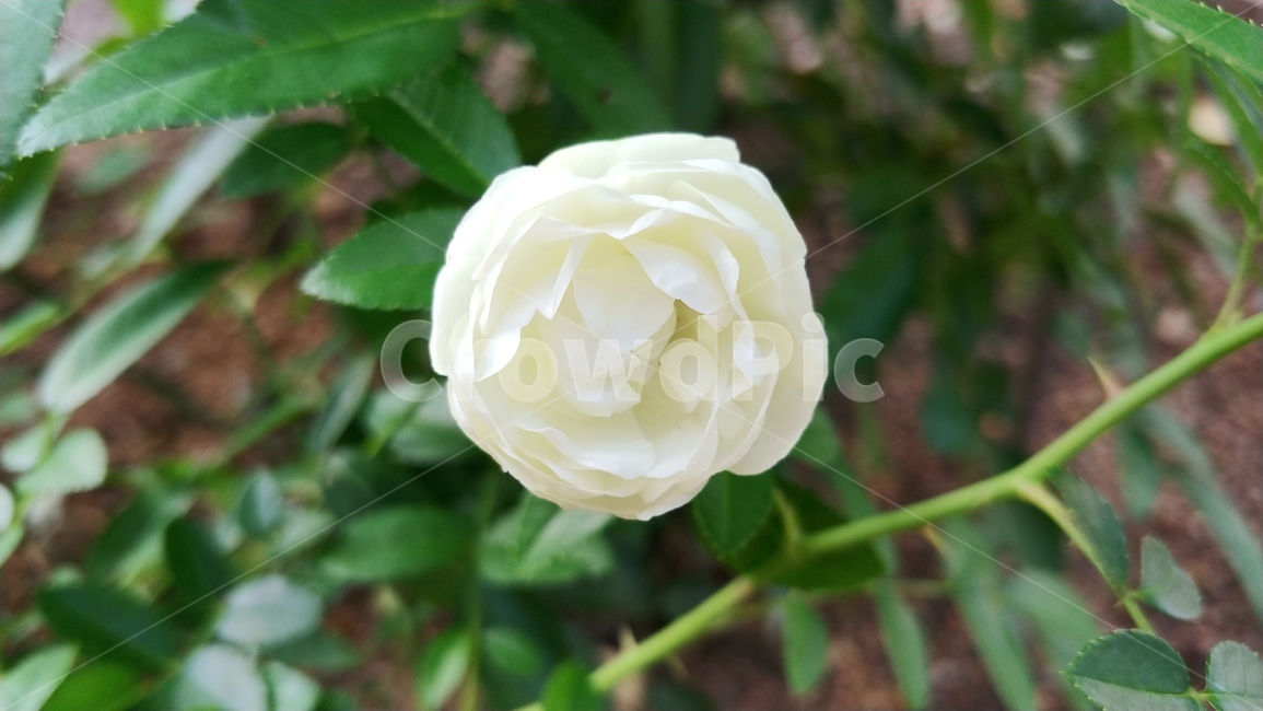 꽃,flower,rose,장미,식물,식물,자연,plants,nature,꽃,flower