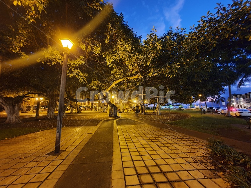 night view,forest,banyan tree,clouds,Street lamp,cloud,sight,maui,park,sky,lahaina,hawaii,Hawaii,tree,walkway,Lahaina Village,Maui,View,light,road name,banyantree