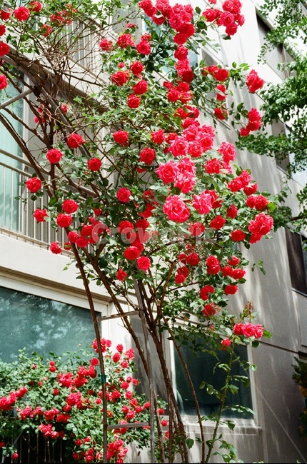 장미,꽃,필름사진,빨간장미,rose,redrose,flower,filmphotography,아파트화단,필름,감성사진,필름카메라,film,filmcamera,무보정,red,봄,spring,봄꽃,springflower,식물,자연,plants,nature,꽃,flower