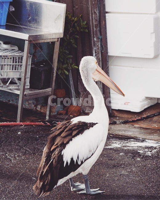새,조류,펠리칸,pelican,큰새,동물,animal,조류,새,birds